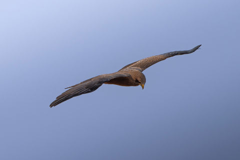 African Marsh Harrier at Busanga Plains, Kafue National Park Zambia