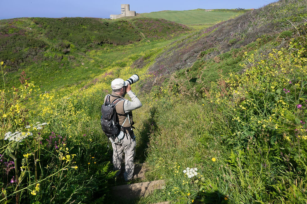 Birdwatching at Pleinmont Bay Guernsey