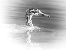 Jungvögel | Young Birds