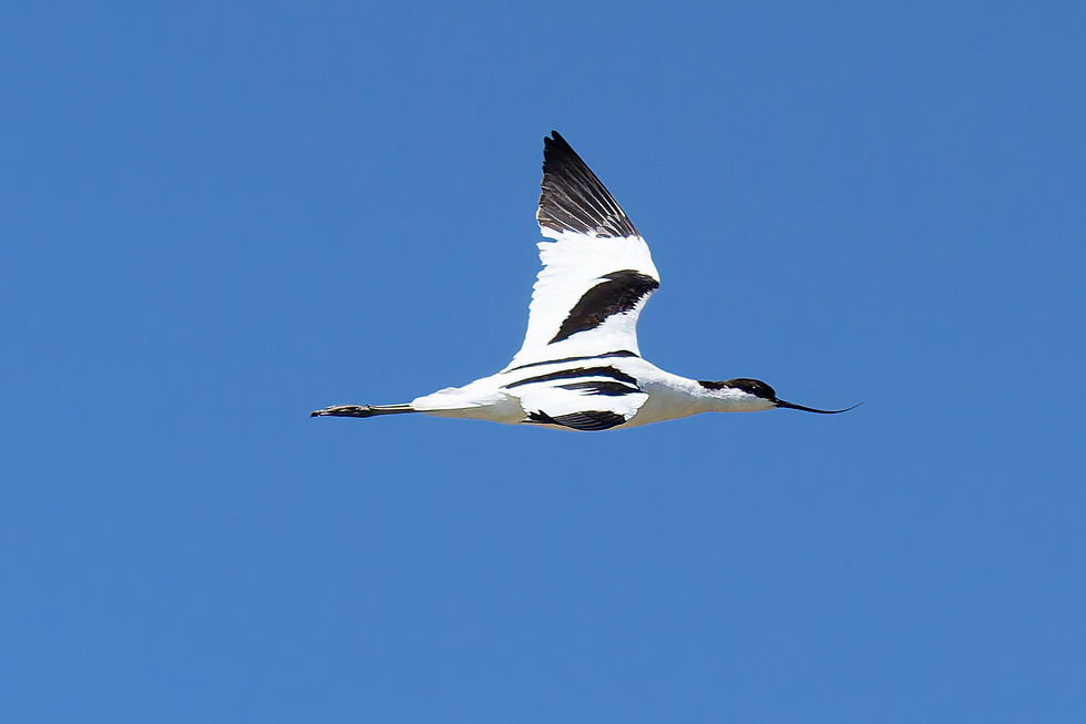 Säbelschnäbler | Pied Avocet