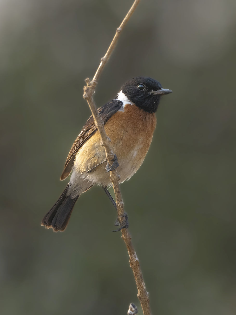 Adult male African Stone Chat at Busanga Plains, Kafue National Park