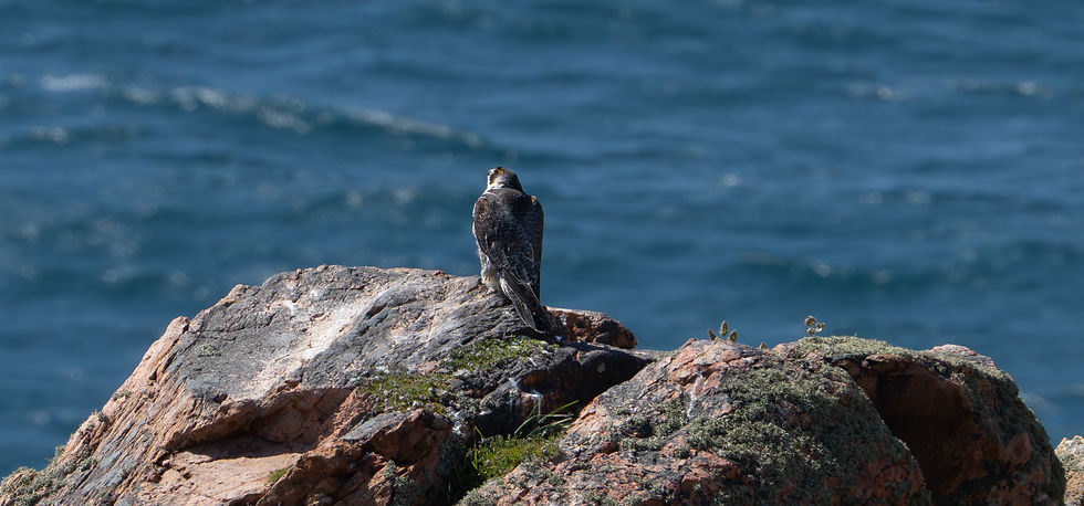 Peregrine Falcon sitting on the Pinnacle on Jersey