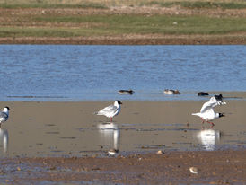 The rare Relict Gulls at Ikhes Nuur, Gobi-Altaj, Mongolia