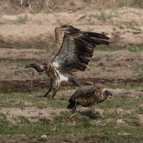 White-backed Vulture in North Luangwa National Park