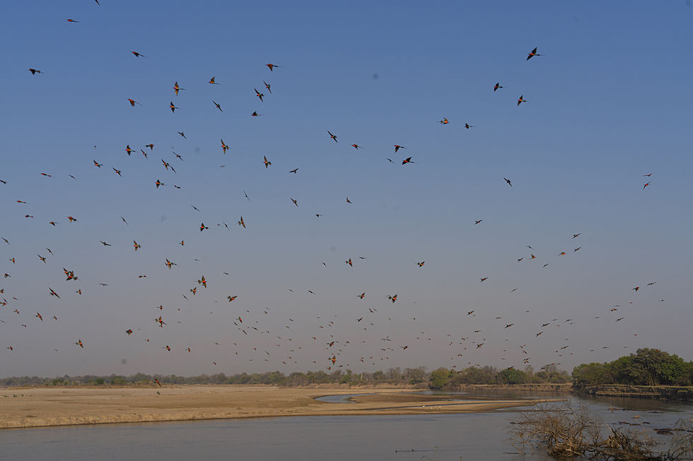 Southern Carmine Bee-eaters at the river in the South Luangwa National Park