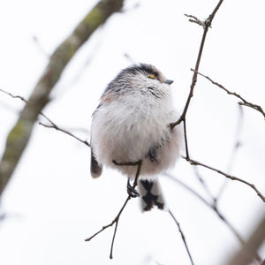 Long-tailed Tit in Schmerikon at the Obersee (Lake Zurich) 