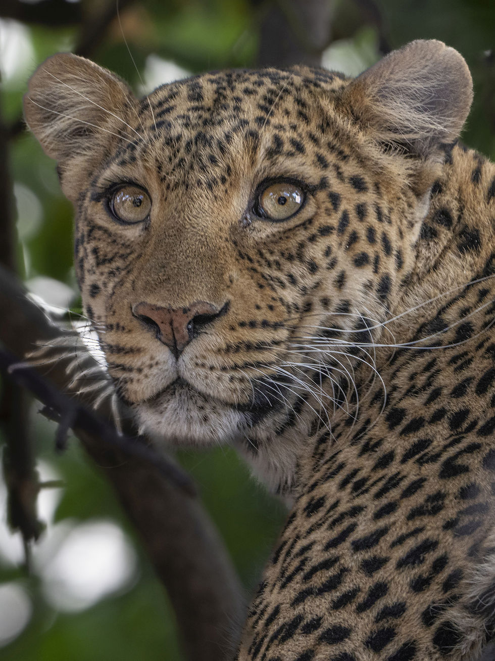 Portrait of a Leopard at Busanga Plains, Kafue National Park
