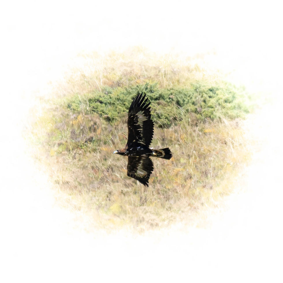 Golden Eagle soaring near Hospental, Urserental, Canton of Uri