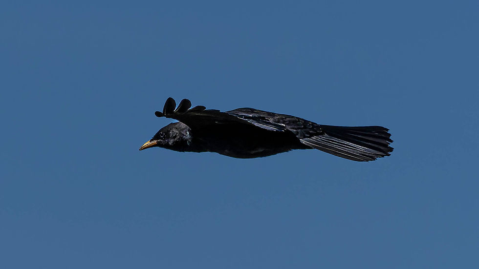 an Alpine Chough flying at Niederhorn, Canton of Bern