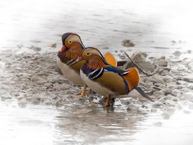 Winter impressions from a few Swiss lakes