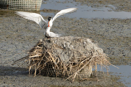 Common Terns courting at Riet Vell, Ebro Delta