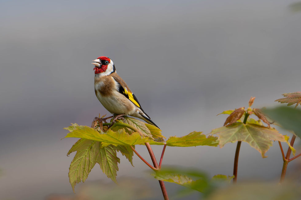 Goldfinch at the coast near St. Peter Port Guernsey