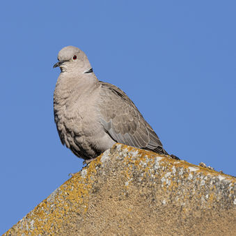 a collared dove sitting on a rooftop at Baglio Oneto near Marsala