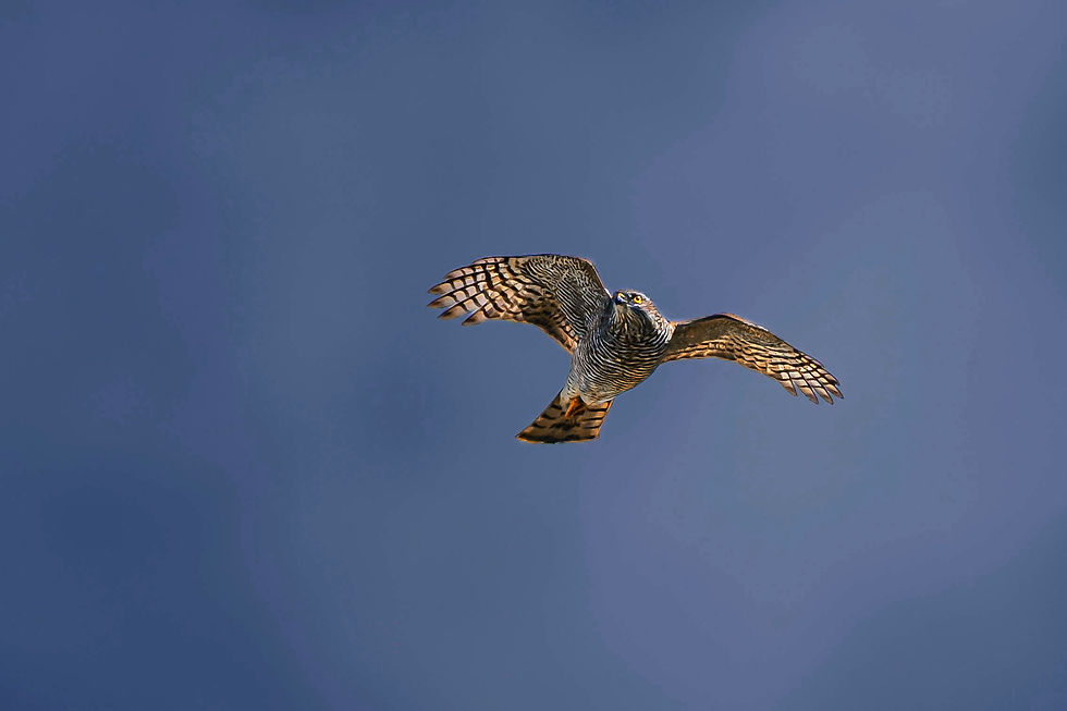 Sparrowhawk crossing Gurnigel Pass in the Canton of Bern on its fall migration