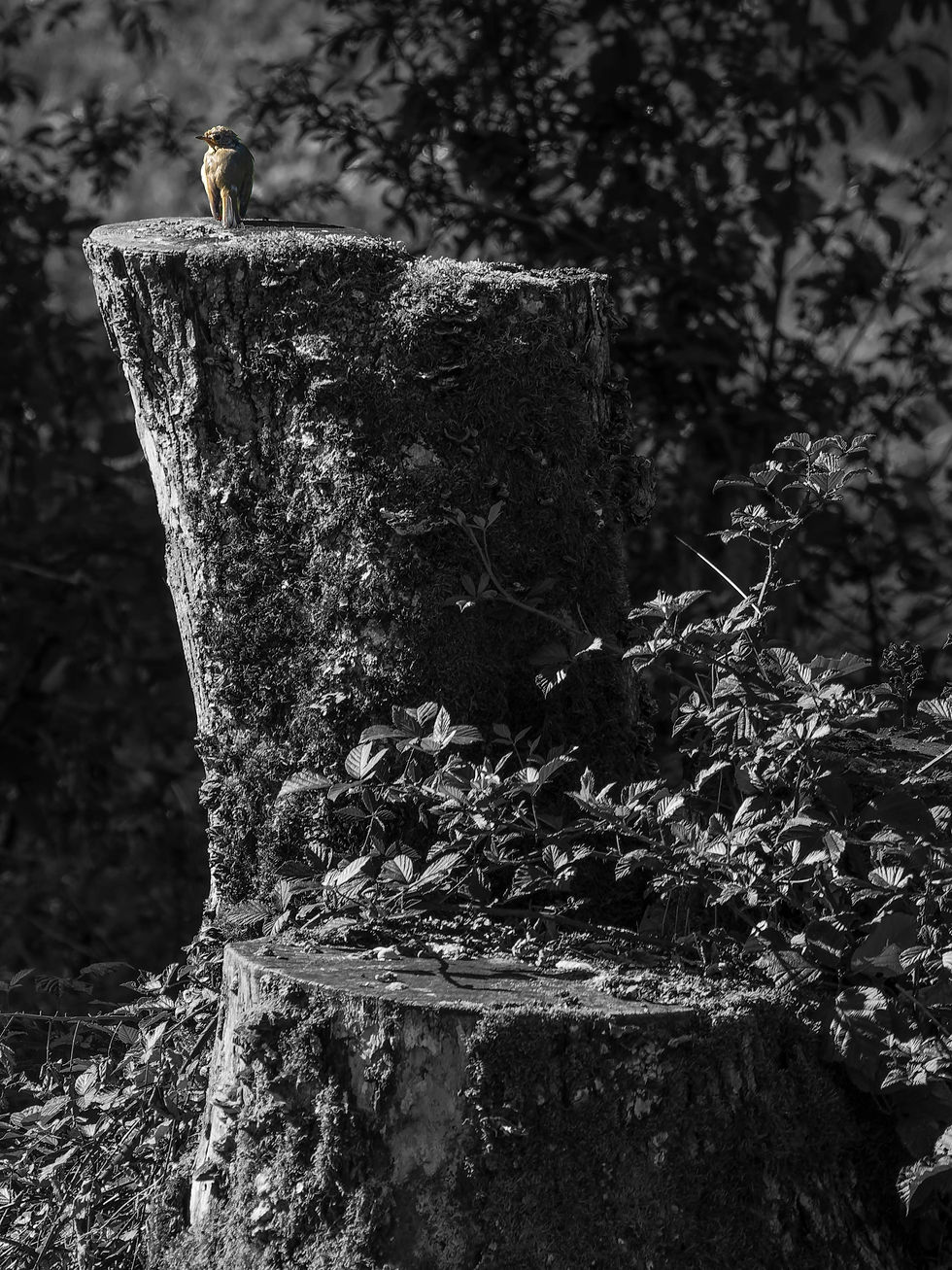 a juvenile European Robin in Erschwil