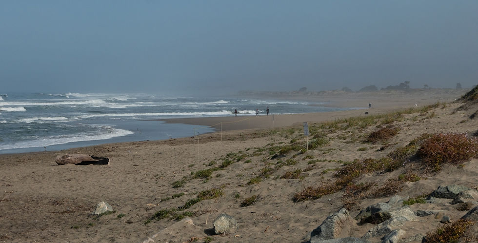 pacific mosslanding californiabeach