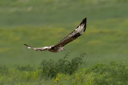 A long legged Buzzard flying by in Bulgan Aimag, Mongolia