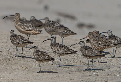 05 PSB three waders.jpg