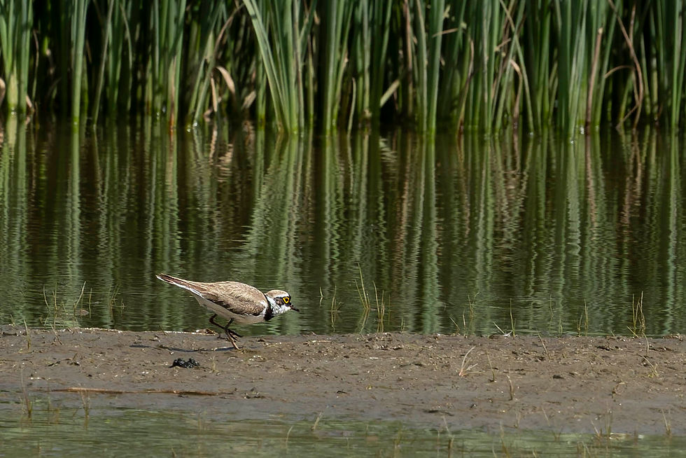 A Little Ringed Plover on Lej Gravatscha, Engadin