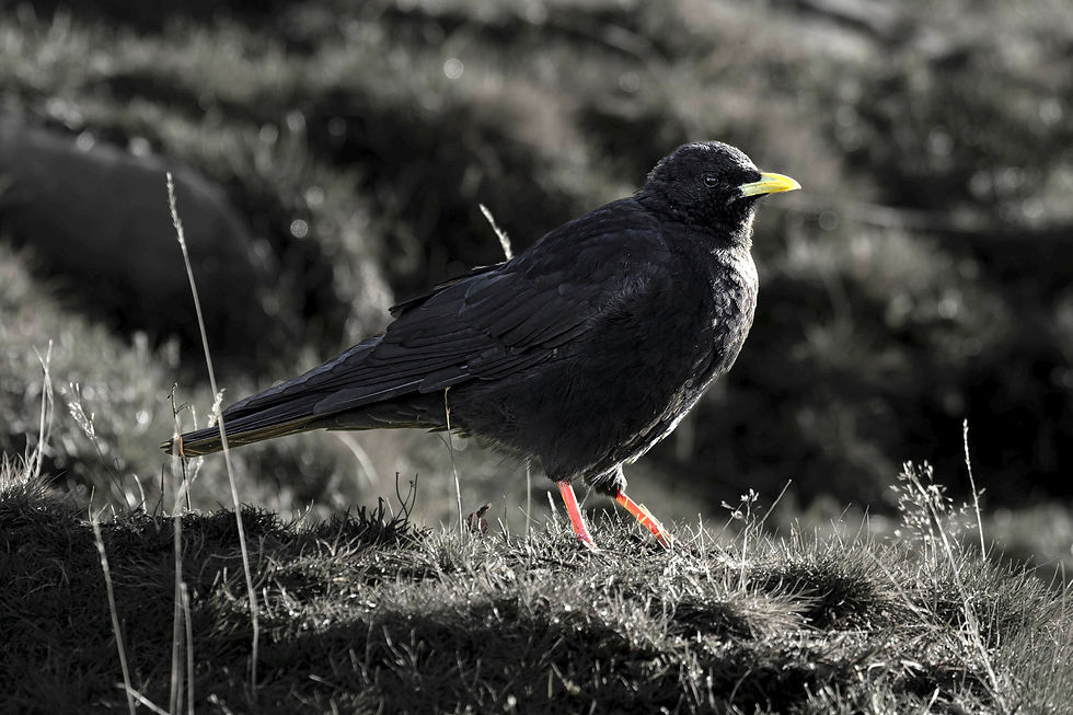 an Alpine Chough at Niederhorn, Canton of Bern