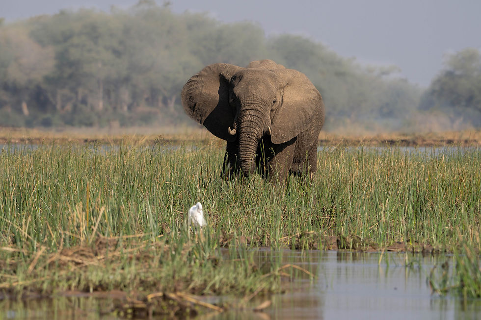 African Elefant on a reed island in the Zambezi