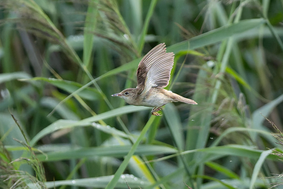 Teichrohrsänger | Common Reed Warbler