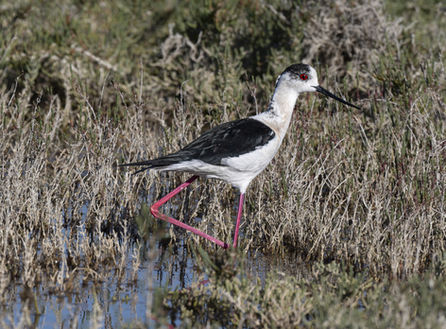 Black-winged stilt at paludi di capo feto, sicily