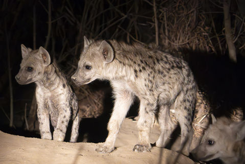 Young Spotted Hyaena at Night in South Luangwa National Park