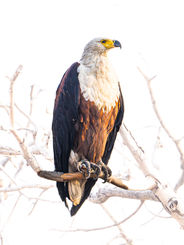 African Fish Eagle at Kafue National Park, Zambia