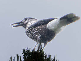 Berg und Tal - In the Valley, on the Mountain