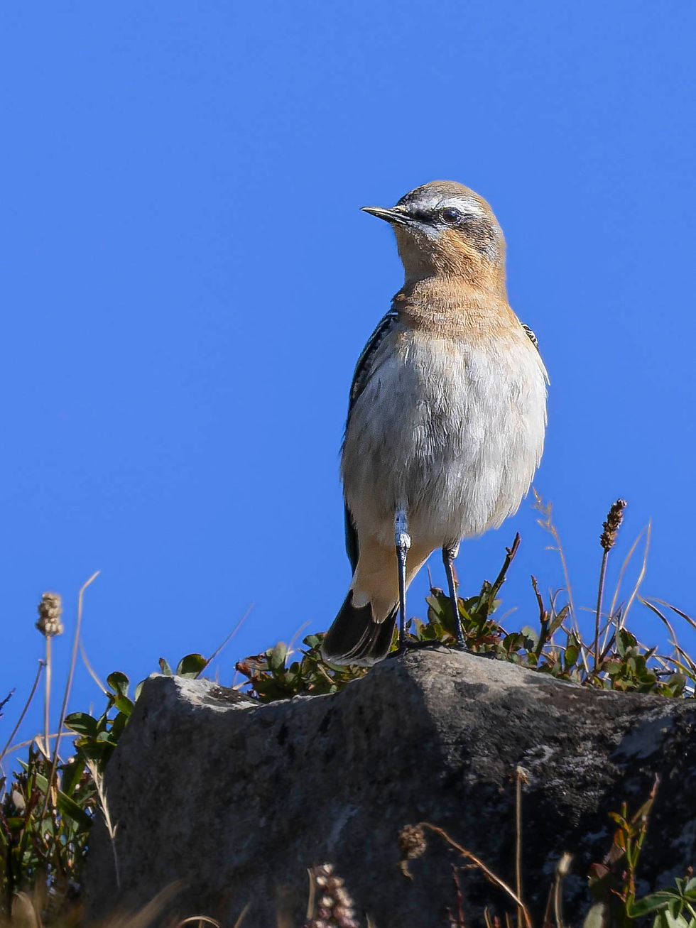 Northern Wheatear at Niederhorn, Canton of Bern