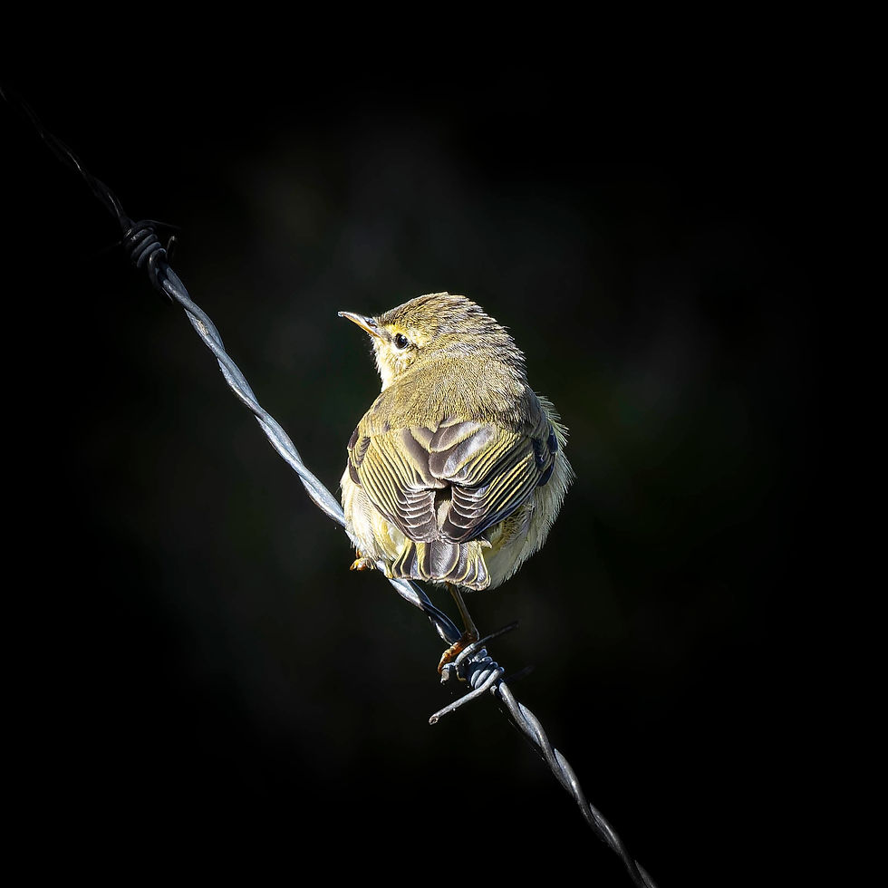 Willow Warbler at Niederhorn, Canton of Bern