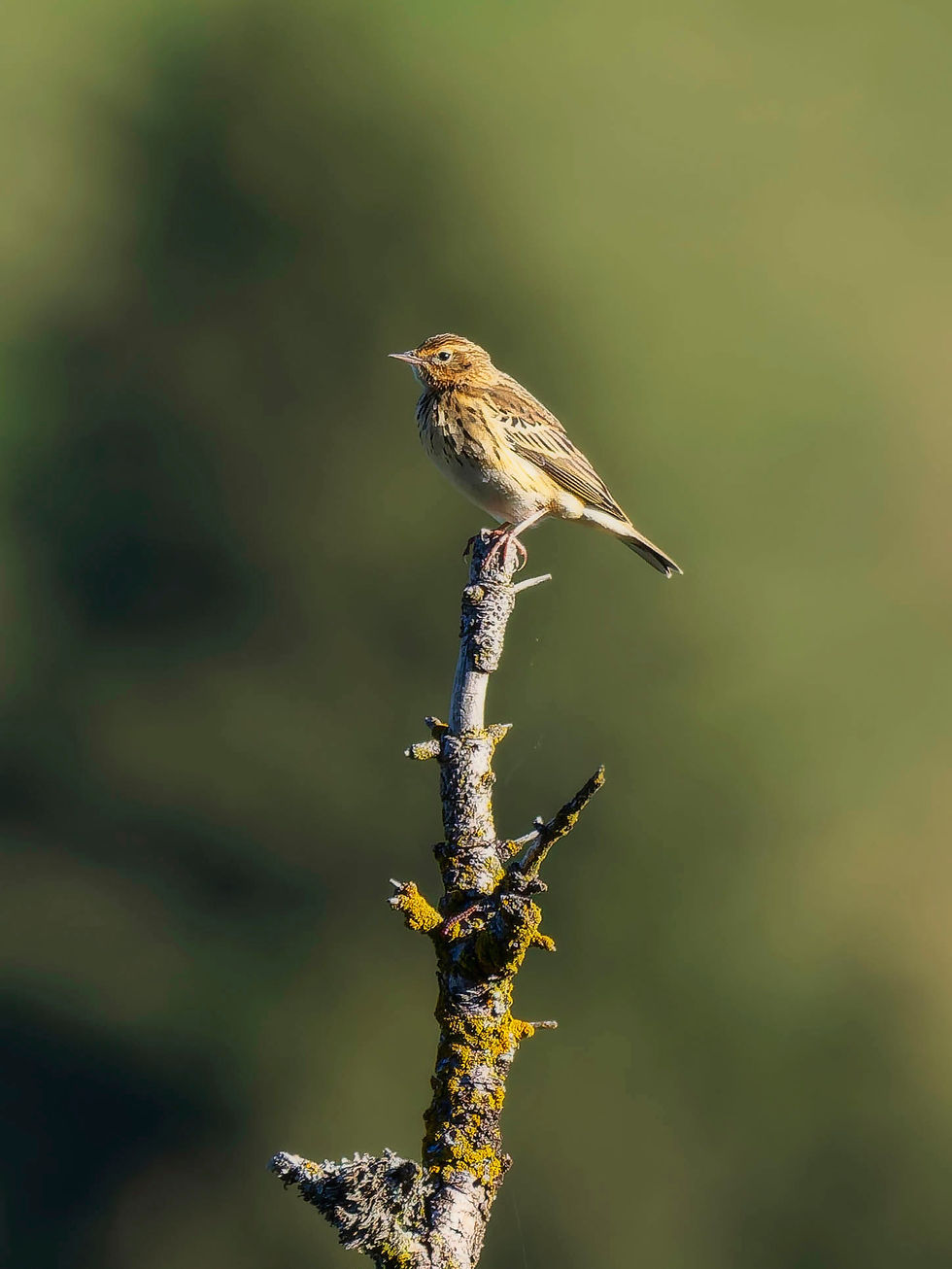 Tree Pipit at Gurnigel Pass, Canton of Bern