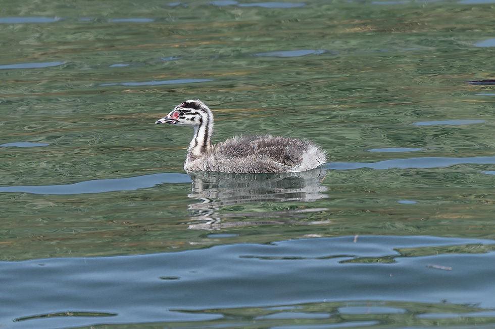 Haubentaucher | Great Crested Grebe