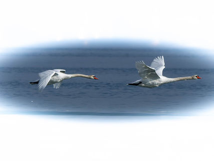 Pictures taken during migration time in Switzerland