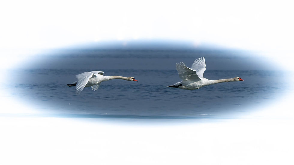 Pictures taken during migration time in Switzerland