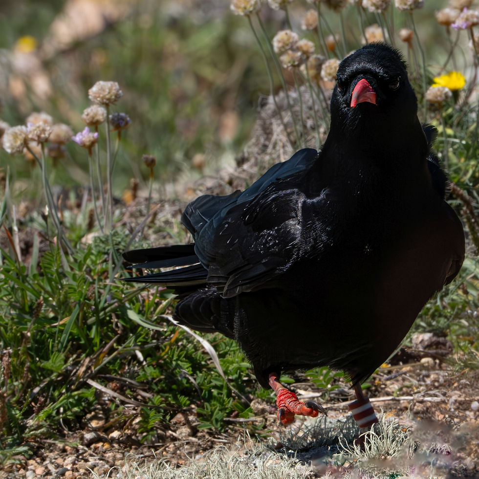 Alpine Chough at Grosnez Castle ruins on Jersey