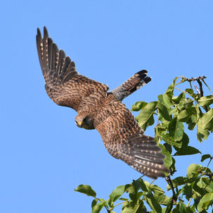 Female Common Kestrel | Turmfalkenweibchen, Turmfalke - Falco tinnunculus
