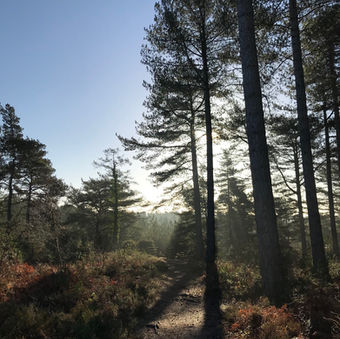 Setting sun behind silhouetted pine trees with pathway running into distance
