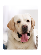 Hayvanlar için eğitici ürünler