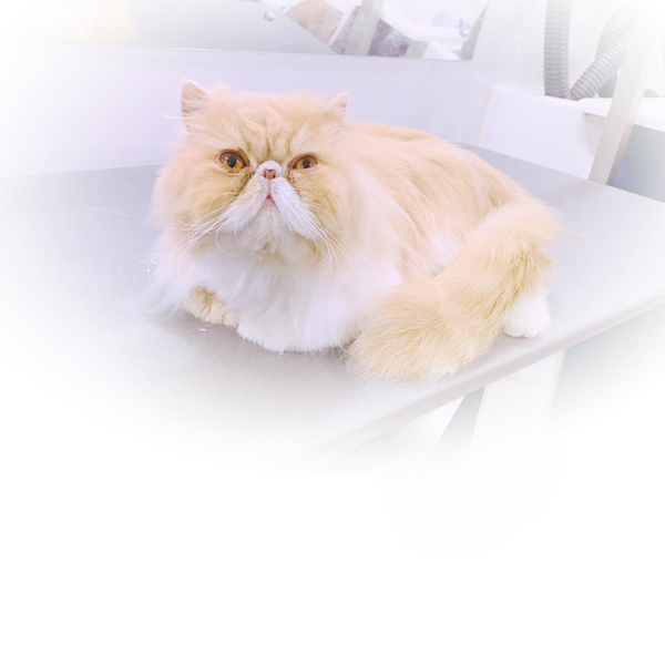 Cat Grooming Elegant Pets Mobile Spa Haverhill
