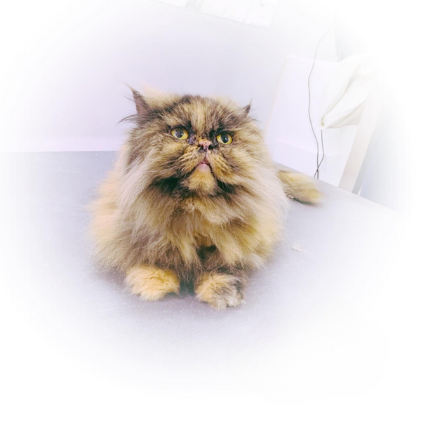 Cat Grooming Elegant Pets Mobile Spa Haverhill