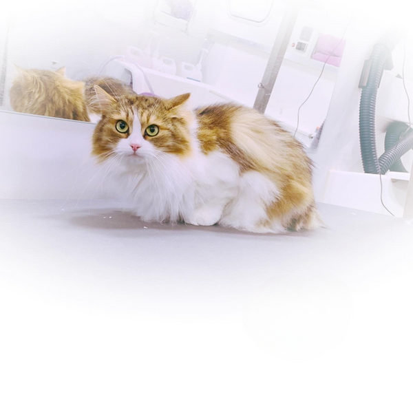 Cat Grooming Elegant Pets Mobile Spa Haverhill