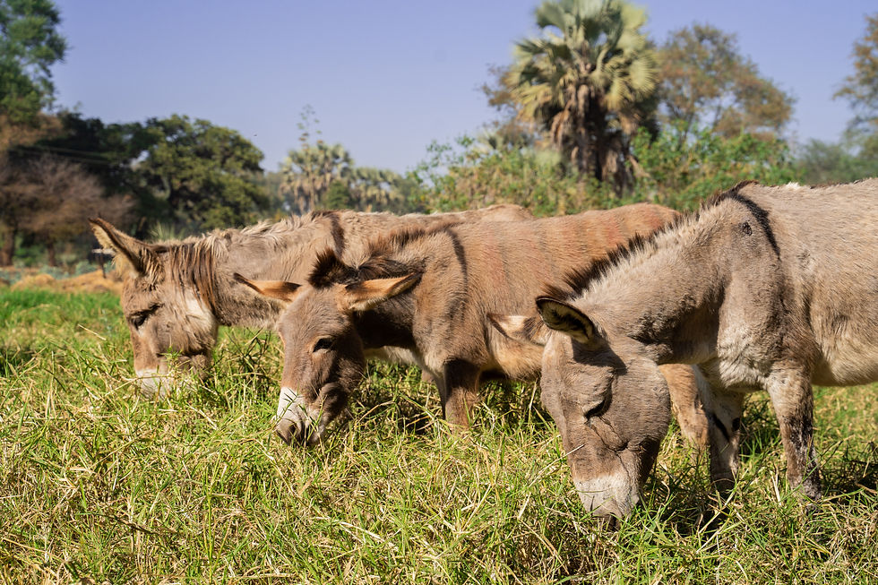 three donkeys in a row.jpg
