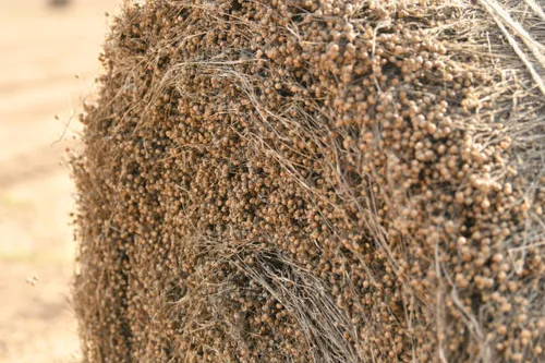 close up of round bale of flax in a field with pretty seed blooms and tied with twine