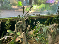 butterflies on the windowsill in the tucson botanical gardens