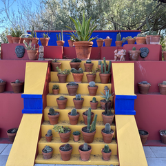 yellow stairs with cactuses on it in fridas garden in the tucson botanical garden