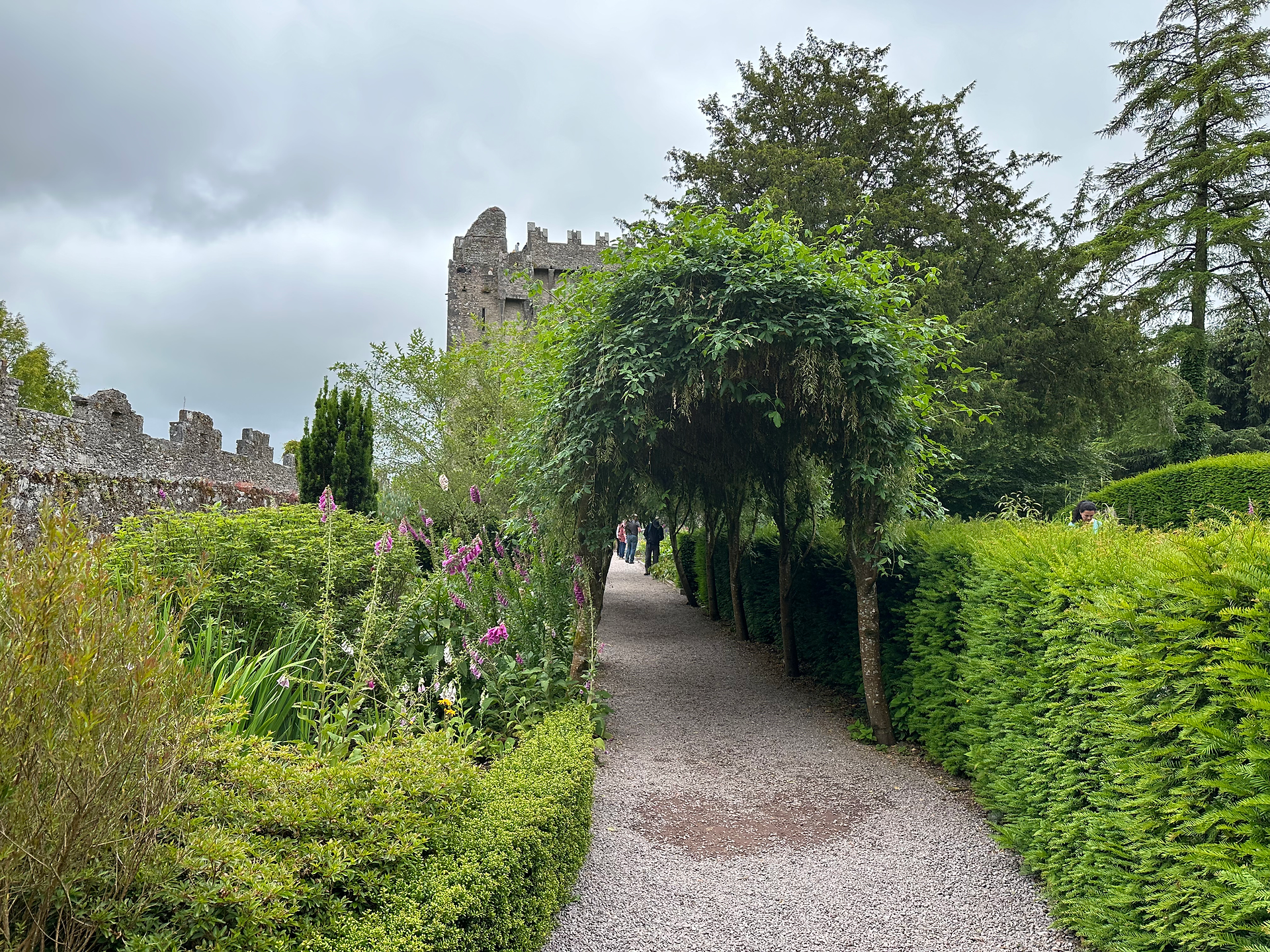 hedge covered castle wall at blarney castle ireland