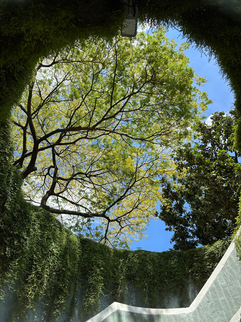 tree at top of tunnel in fort canning park in singapore