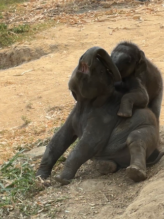 baby elephants wrestling in chiang mai thailand